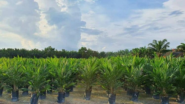 Jual Bibit Sawit secara Daring, PTPN V: Agar Petani Bisa Saling Berdiskusi