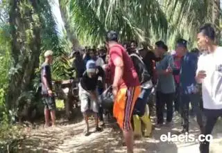 Ngeri! Ada Buaya Dekat Perkebunan Sawit di Bantayan Rohil, Seorang Warga Tewas Diterkam