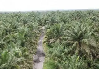 BPDPKS Sudah Kucurkan Rp 845 Miliar untuk PSR di Riau