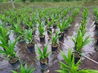 Petani Bengkulu Diajak Menanam Sawit di Musim Hujan