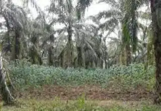 Sukses Tumpangsarikan Sawit dengan Tanaman Lain, Pasbar Terima Penghargaan dari Kementan