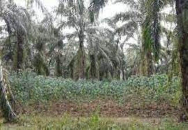 Apkasindo Pasbar Sebut Petani Sawit Sangat Terbantu dengan Sistem Tumpang Sari