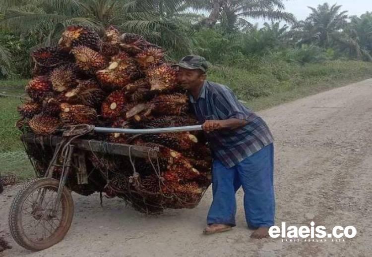 Kerek Harga TBS, Berikut Daftar Harga Jual CPO dan Kernel Perusahaan Sawit di Riau