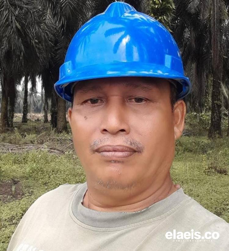 Nasib Elok Petani Sawit di Inhu: Dulu Dipandang Sebelah Mata, Kini Hidup Berkecukupan