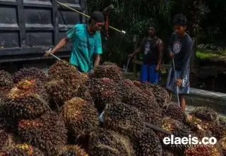 Dengan Harga Rp3.000/Kg, Petani Sawit Sudah di Tingkat Sejahtera