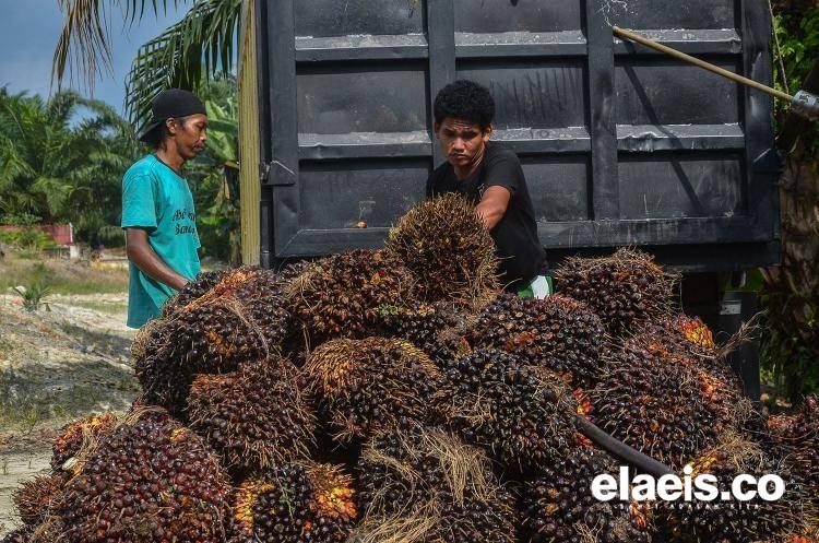 Harga Sawit di Sumsel Naik Rp159,61/Kg