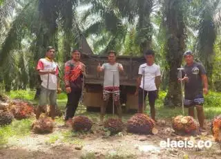 Petani: Buah Habis, Harganya Kapan Rp3.000?