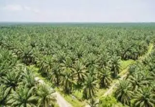 Penyelesaian Kawasan Hutan itu Pelik, Begini Kata Sekjen SPKS