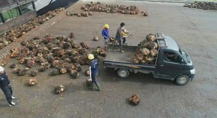 Petani Berharap Harga Sawit Tembus Rp 3.000/Kg Lebaran Nanti
