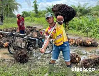 Pemerintah Pastikan Tenaga Kerja Sektor Sawit Tak Kurang di Bengkulu