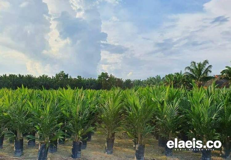 Petani Aceh Timur Dukung Ba-Be-Bun: Agar Bisa Dapatkan Bibit Sawit Bermutu