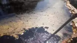 Belum Digarap, Pemprov Bengkulu Undang Investor Olah Miko Jadi Biodiesel