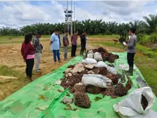 Disidang Adat, ini Sanksi Bagi Pencuri Sawit Perusahaan