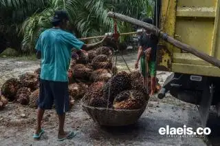 Merangkak Naik, Harga Sawit di Sumsel Kini Rp2.678,78/Kg