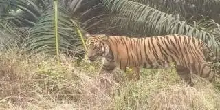 Perkembangan Industri Sawit di Bengkulu Ganggu Habitat Satwa Dilindungi