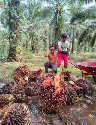 Makin Dekat Lebaran, Kebun Makin Rawan