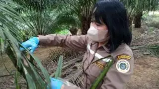 Karantina Pertanian Antisipasi Penyebaran Lethal Yellowing di Kalsel