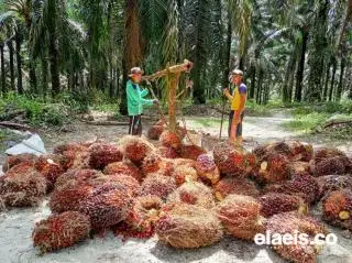 Naik Tipis, Sawit di Sumut Dibandrol Rp2.767,76/Kg