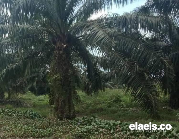 APKASINDO Minta DBH Sawit Digunakan untuk Ini