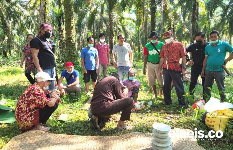 Pemerintah Bentuk Satgas Sawit, DPD: Persoalan Pokok Adalah PSR yang Masih Jauh dari Ideal
