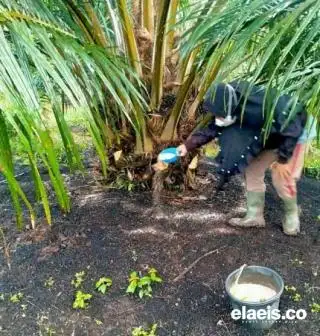 Produksi Sawit di Babel Turun karena Musim Trek, Ini Upaya DPW Apkasindo Meminimalisir Dampaknya