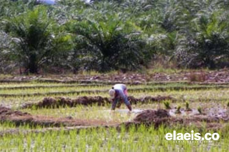 Sudah Berubah Jadi Kebun Sawit, Masyarakat Minta Dikembalikan ke Fungsi Semula