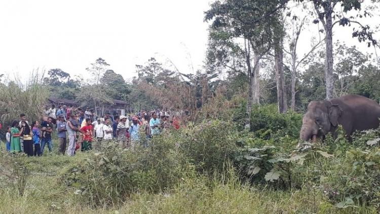Kebun Sawit Warga Langgam Berantakan Disatroni Gajah Liar, BBKSDA Diminta Turun Tangan