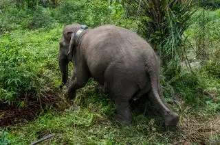 Puluhan Hektar Kebun Kelapa Sawit Petani Dirusak Gajah Liar, BKSDA: Itu Home Rangenya