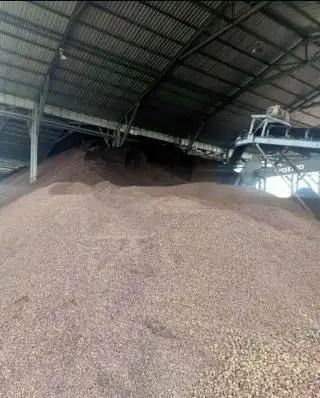 Cangkang Diminta Dimasukkan ke Komponen Harga Sawit, ini Kata Pengusaha