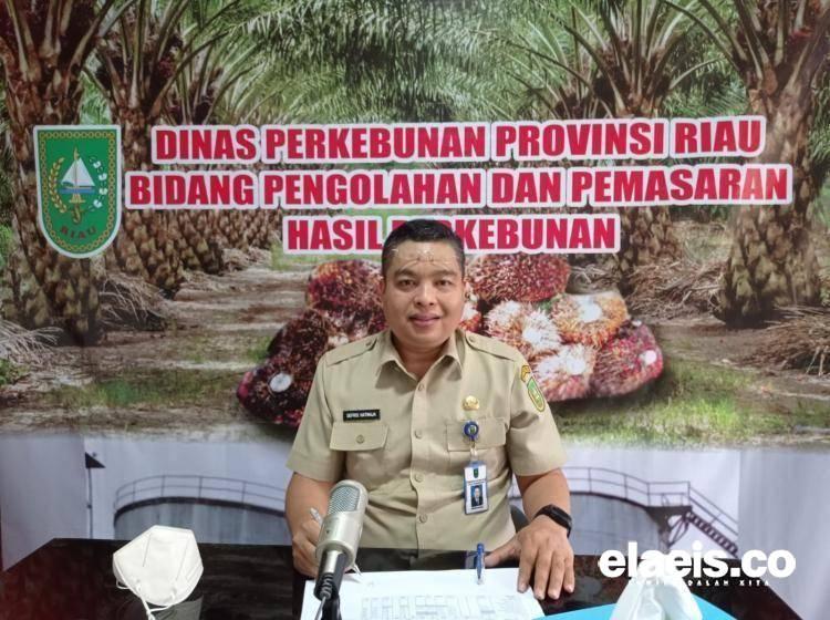 Petani Bisa Senyum Lagi Nih, Harga TBS Sawit Akhirnya Naik