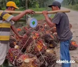 Belum Membaik, Harga TBS Sawit di Sumut Bertengger di Angka Rp2.359,10/Kg