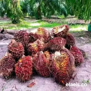 Harga TBS Sawit Penetapan Disbun Sulsel Paling Rendah