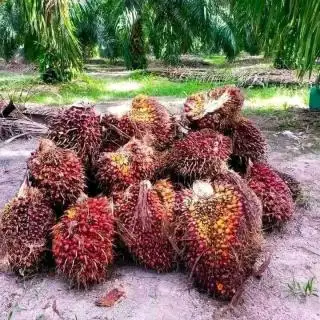 Terus Turun, Harga TBS Sawit Riau Minggu Ini Ditetapkan Sebesar Rp 2.246/Kg
