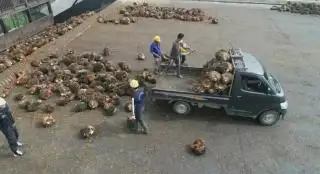 Petani Swadaya Diminta Jual TBS Langsung ke Pabrik, ini Tujuannya