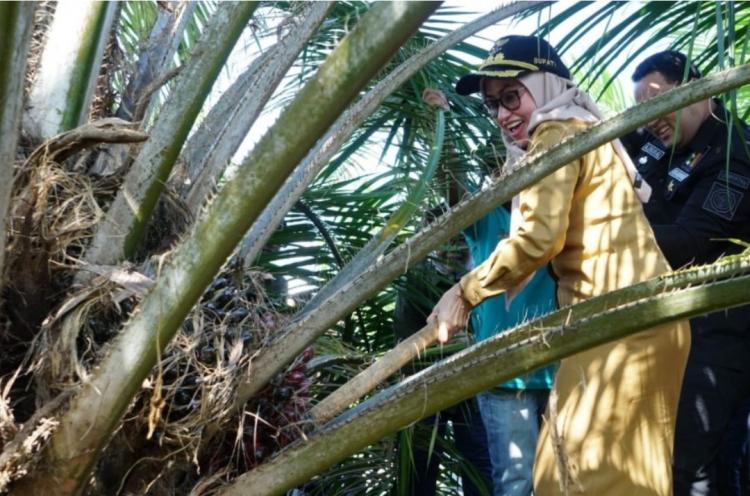 Kebun PSR di Luwu Utara Dipanen Perdana
