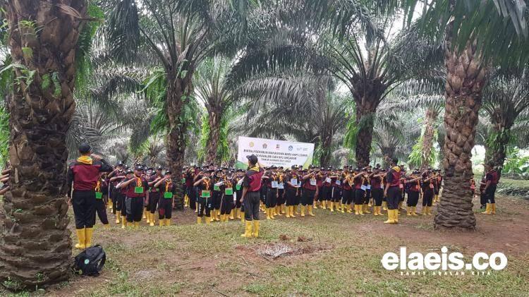 Sampai 3 Juni, Sudah 1.530 Pendaftar Dinyatakan Lulus Administrasi Program Beasiswa Pengembangan SDM Sawit