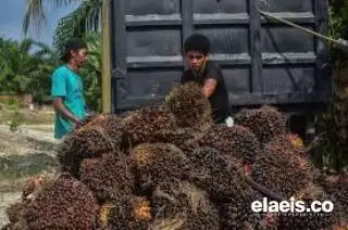 Harga Sawit Anjlok, Nilai Tukar Petani Riau Mei 2023 Turun 3,59 Persen