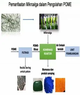Peneliti BRIN dan ITB Olah Limbah Cair Pabrik Sawit Jadi Pewarna Makanan dan Pakan Ikan