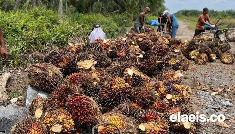 Kejati Riau Beri Perhatian Serius Soal Tata Kelola Hulu-hilir Kelapa Sawit
