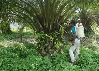 Diformulasi Peneliti BRIN, Pestisida Ramah Lingkungan Dikomersialisasi