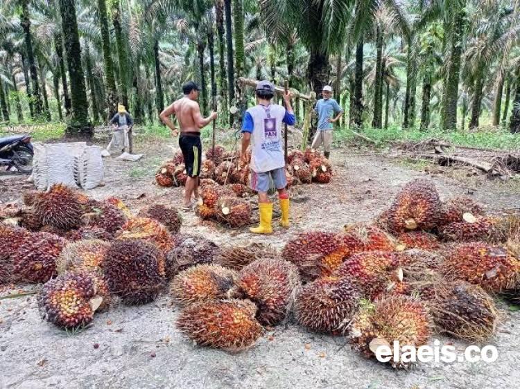 Terus Turun, Berikut Daftar Harga Jual CPO dan Kernel di Riau