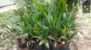2 Bulan Ditanam, 80 Batang Sawit Raib dari Kebun Agustinus dalam Semalam