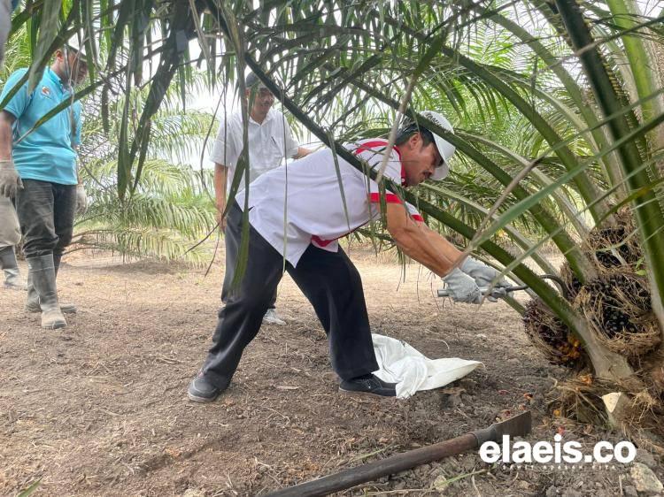Panen Perdana Kebun Program PSR, Petani Sawit di Dayun Sumringah