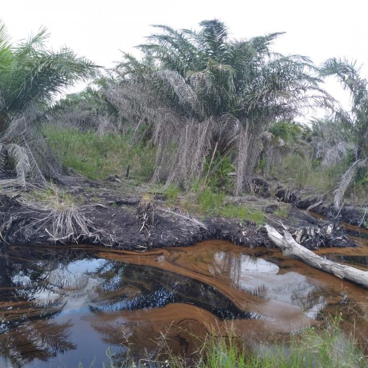 Petani di Kota Bengkulu Kesulitan Kelola Kebun Sawit di Lahan Gambut