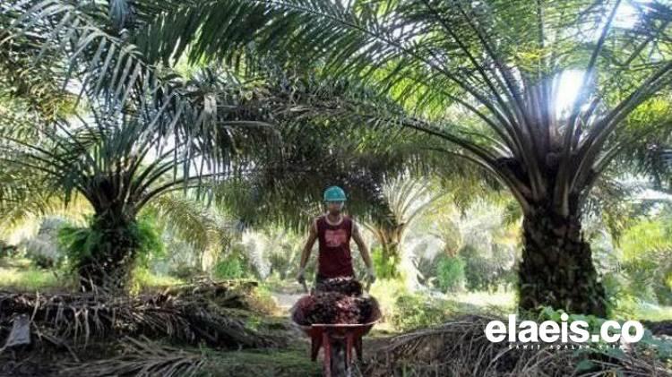 Sultra Paling Rendah, Berikut Daftar Harga TBS Sawit Penetapan Disbun 22 Provinsi Penghasil Sawit