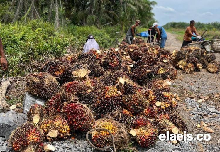 CPO Masih Tertekan, Harga Sawit di Sumsel Turun Tipis