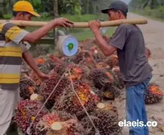 Harga Jual CPO di Riau Naik, Kernel Turun