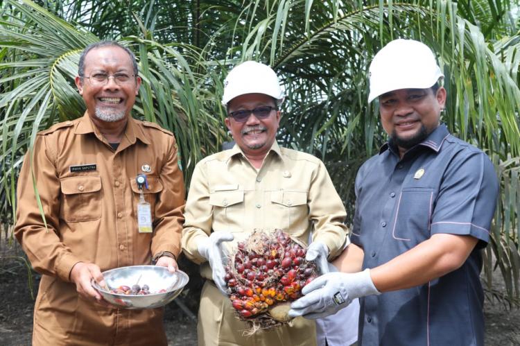 Sekda Siak Salut Kebun Program PSR Bisa Panen 30 Bulan