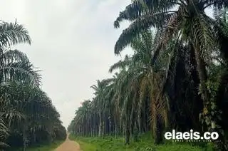 Selusin SK Men-LHK; Terpaksa 'Mengaku' Salah Walau Tak Salah
