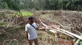 Petani Ini Sudah Lama 'Frustasi' dengan Tanaman Karet, Beralih ke Sawit Terbentur Modal